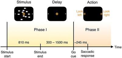 Dual Coding Theory Explains Biphasic Collective Computation in Neural Decision-Making